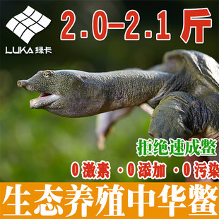 【2斤尝鲜】绿卡3年外塘生态放养中华鳖鲜活食用甲鱼活体优质王八