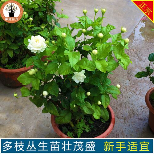 重瓣老桩独干e虎头茉莉苗大花茉莉盆栽香味浓郁带花苞发货开花植