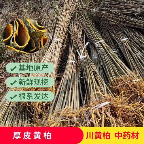 正宗厚皮川黄柏中药材树苗