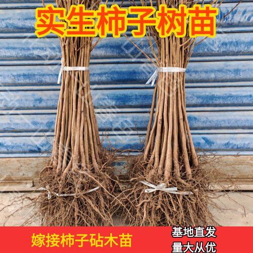 正宗实生柿子树苗接专用砧木苗