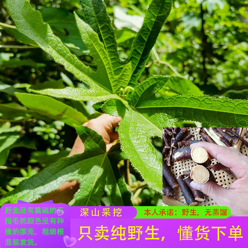 正宗野生五指毛桃根茯苓茶