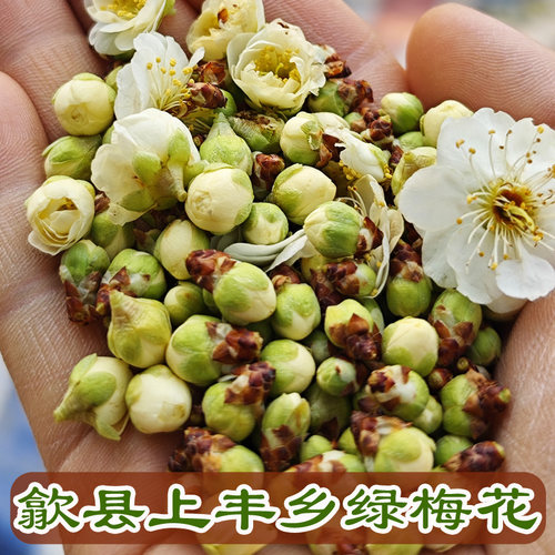 黄山歙县自产自销绿梅花苞花蕾