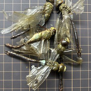 中药材药用蜻蜓绿头野生正品十只绿色蜻蜓整只包邮