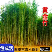 金镶玉黄金竹罗汉竹竹子苗庭院四季 常青J观赏竹造景盆栽景观金竹