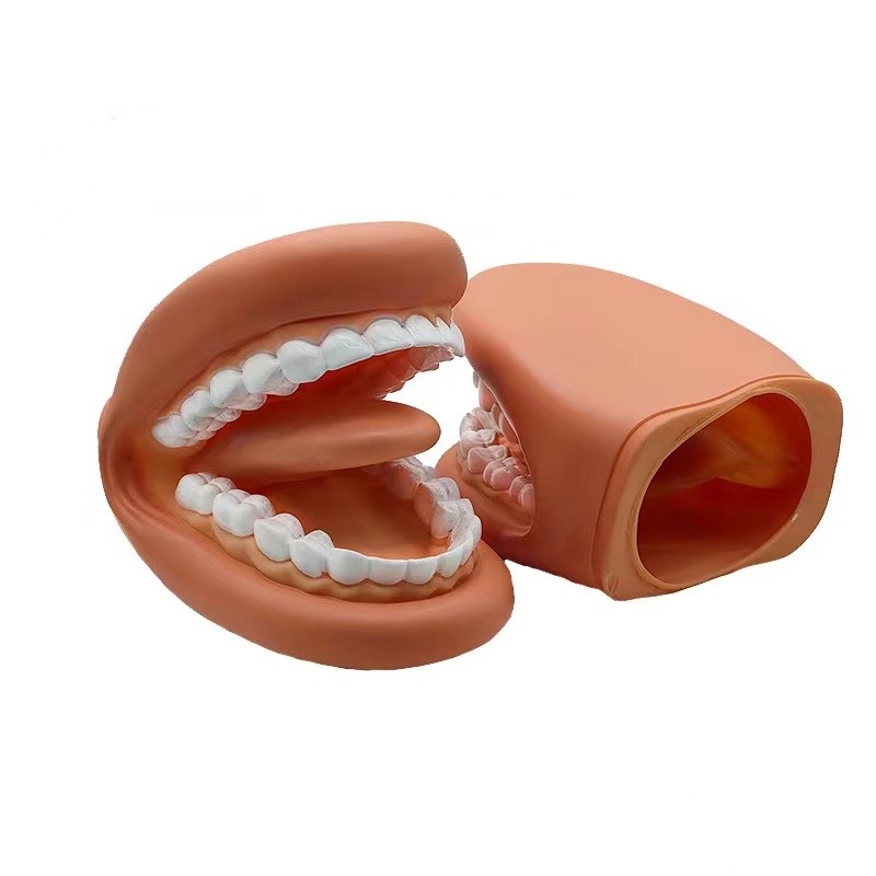 牙齿模型口腔教学牙科仿真教具幼儿园护理学刷P牙医学儿童发音演