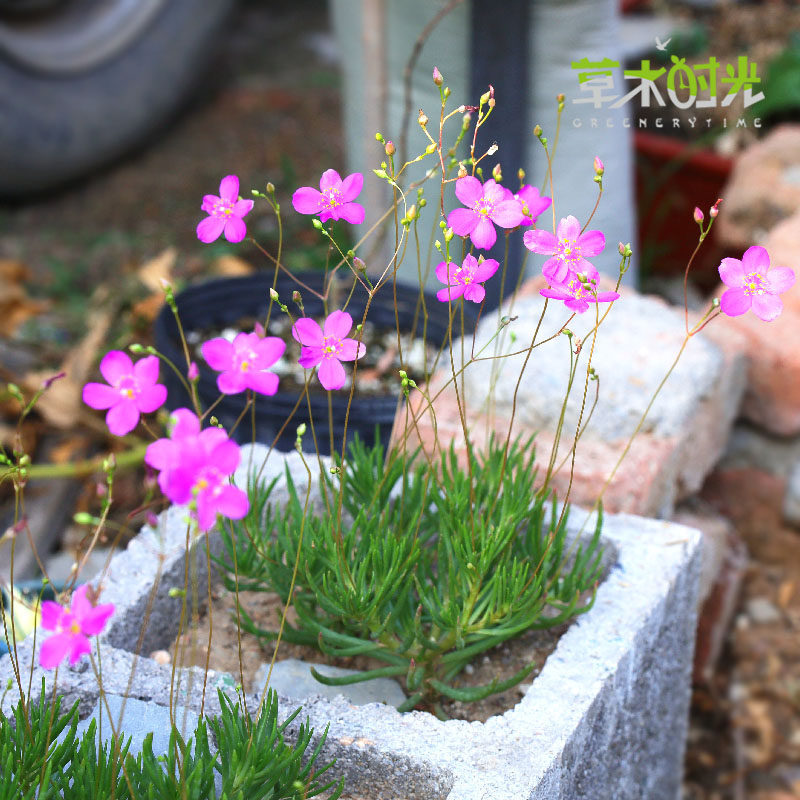 火焰花马齿苋科稀有m块根多肉植物夏季开花办公室阳台迷你盆栽花