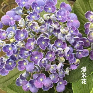 新品绣球花大苗室内n阳台盆栽庭院花卉植物三河千鸟有松佳澄爆米