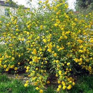 棣棠花苗   耐寒耐热花灌木 花期5-9月M开花不断 【鲁虹园艺】