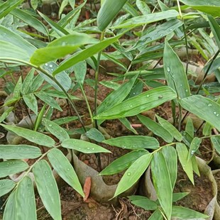 龙竹苗甜龙竹苗X水果竹笋苗