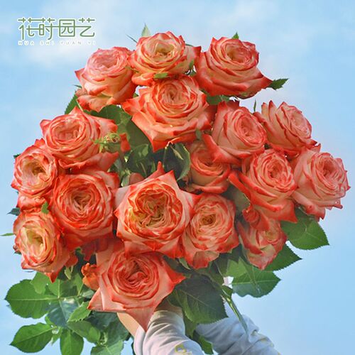 花莳园艺 2加根接大天使特w拉丰特月季绿植花卉露台阳台庭院盆栽