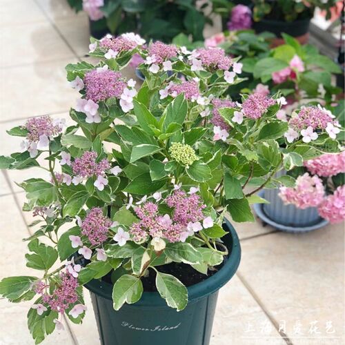 银边绣球花叶f大花绣球盆栽花苗花园庭院露台阳台耐阴花镜花卉植