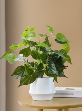 仿真绿植多头铜钱草假p花植物塑料假花客厅装饰仿生绿植盆栽小摆
