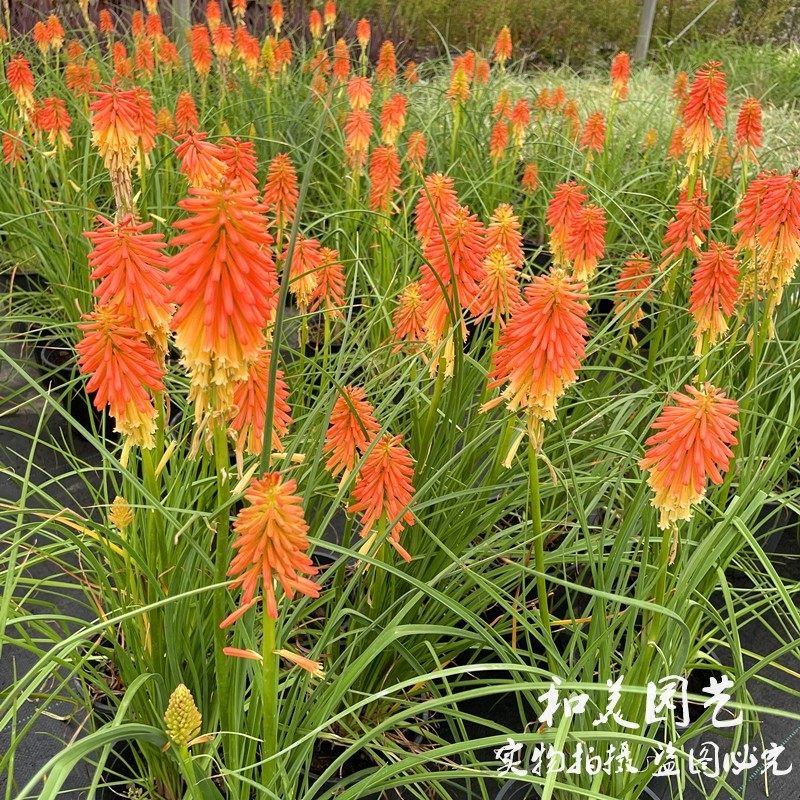 火炬花盆栽 火把莲耐热耐晒夏季花园花镜植物 多年V生宿根花卉包,鲜花速递/花卉仿真/绿植园艺,时令草本花卉,淘宝优惠券,粉丝福利购,淘宝优惠卷