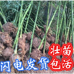 雷竹苗种植食用冬笋斑竹早园竹z石竹刚竹桂竹毛竹大型楠竹苗子带