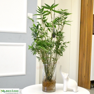水培植物米竹室内盆栽小型凤尾竹盆D景桌面绿植微盆景竹子苗观赏