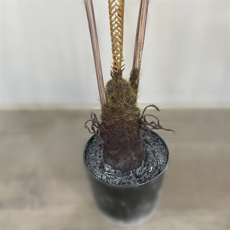 仿真猴头b蕨盆栽蕨类绿植商场橱窗景观工程造景落地摆放盆景植物