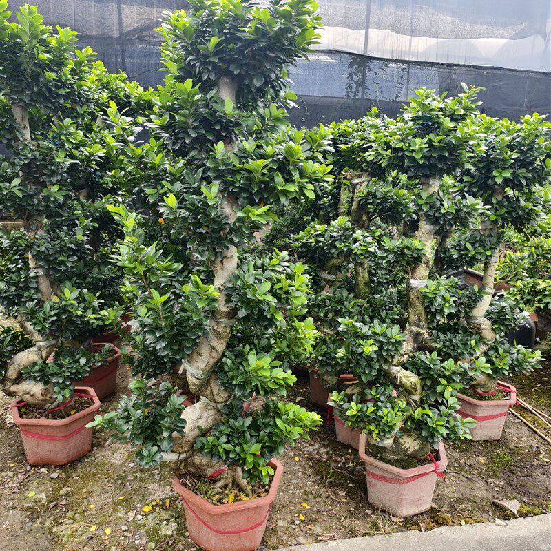 金钱榕盆栽e绿植花卉大8字老桩造型s弯摇钱树植物小叶人参榕树盆