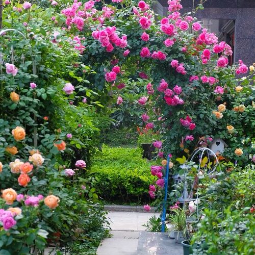 藤本月季花d苗大花浓香庭院栅栏爬藤植物围墙攀藤开花爬墙拱门花