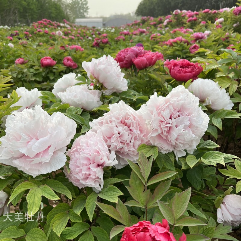 粉牡丹【桃花粉】丰花品种 露台花园庭院 盆栽地栽小X灌木木本花