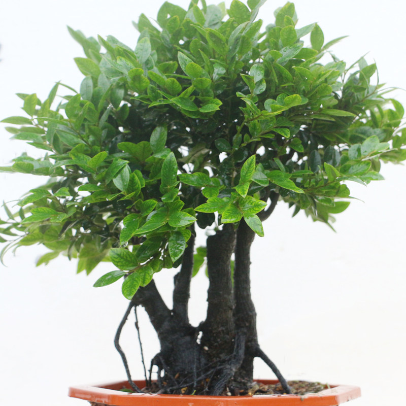 小叶紫檀盆景树桩盆栽花卉植物室内桌面J客厅绿植老桩吸甲醛防辐