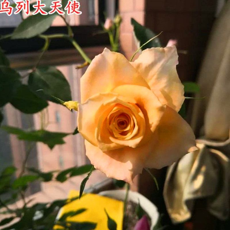 乌列天使月季花苗大花多季盆x栽阳台玫瑰花庭院花卉勤花蔷薇植物,鲜花速递/花卉仿真/绿植园艺,月季/蔷薇/玫瑰,淘宝优惠券,粉丝福利购,淘宝优惠卷