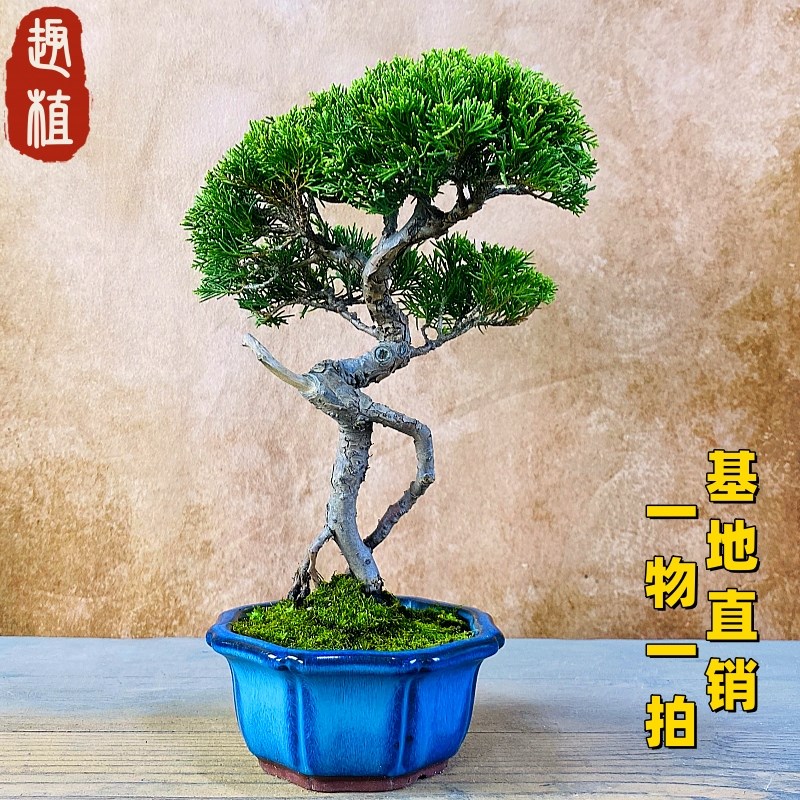 基地直销一物一拍宫阪系鱼川v真柏盆景室内植物盆栽办公室阳台摆