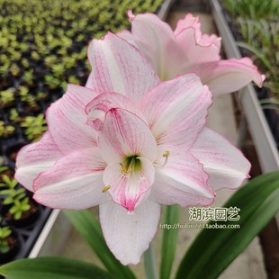 【湖滨园艺】g安妮塔 澳洲朱顶红孤挺花多年生球根花卉阳台露台