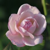 惠惠 花园直立月季 草莓杏仁饼多头开花机器S花园庭院盆栽花卉