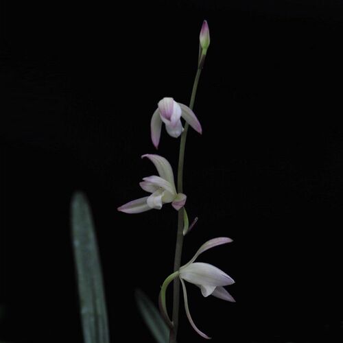 名贵兰花c苗荷塘月色建兰四季兰美观浓香型花卉书房办公室绿植盆