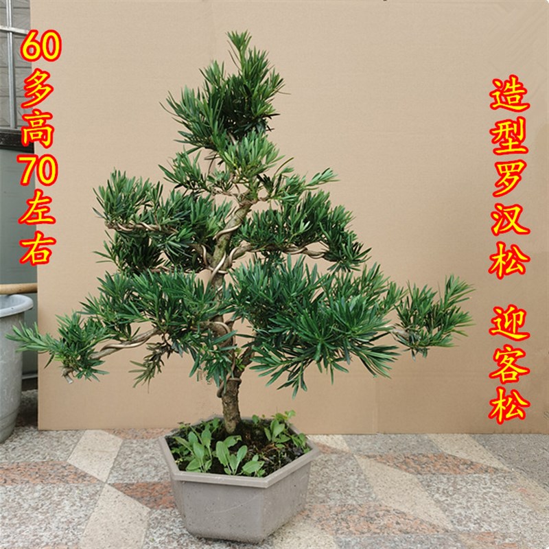 迎客松盆景真树盆景一物一拍大型植物室外老桩绿植盆栽.雀舌罗汉