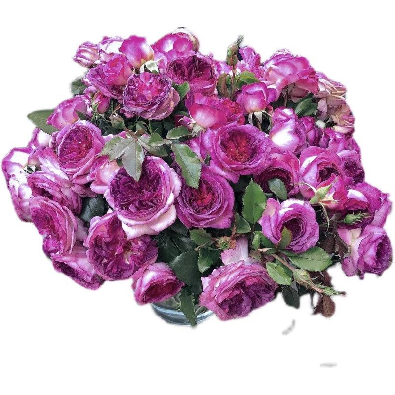 法国浓香蓝莓蛋糕玫瑰月季花苗四季开花紫色花卉R庭院阳台盆栽切,鲜花速递/花卉仿真/绿植园艺,月季/蔷薇/玫瑰,淘宝优惠券,粉丝福利购,淘宝优惠卷