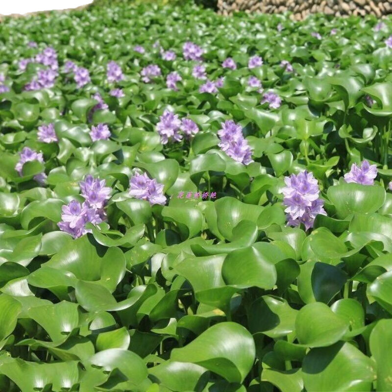 水葫芦花卉 植物 水养花卉 水生鱼缸水池净化水质 池塘种植 好养