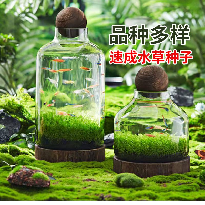 疯狂水草种子鱼缸草籽植物草缸造景真草阴性水草孑牛毛草种子