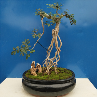 对节白蜡高d提根悬崖抱石盆景老桩京山对接白蜡绿植阳台室内外盆