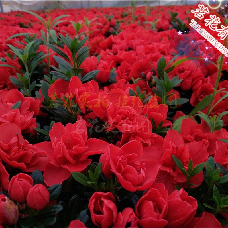 【国旗红杜鹃花苗】盆栽四季西洋比利时杜鹃P花 庭院窗台绿植花,鲜花速递/花卉仿真/绿植园艺,时令草本花卉,淘宝优惠券,粉丝福利购,淘宝优惠卷