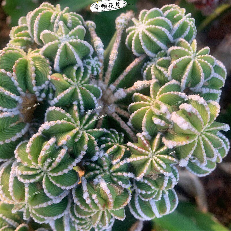 皱棱球属辛顿花龙开花s嫁接仙人球掌防辐射多肉植物盆栽/刺本叶