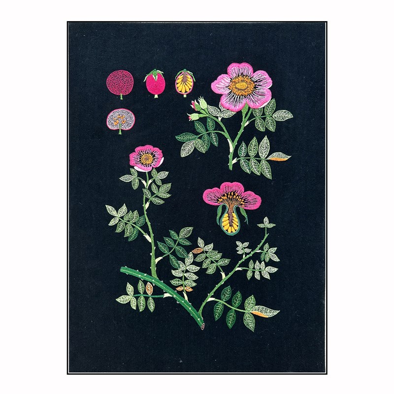 植物标本b画手工DIY布艺欧式刺绣材料包家装饰挂画壁画绣花套件图片