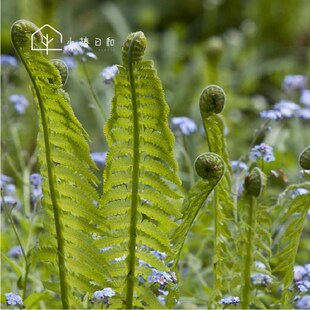 小椿日和荚果蕨半阴喜湿观叶植物庭院阳台大型P绿植盆栽多年生绿