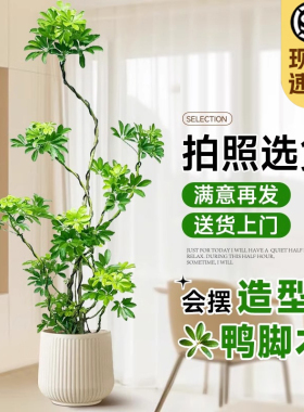 造型鸭脚木客f厅大盆栽室内落地式鸭掌木鹅掌柴四季常青大型绿植
