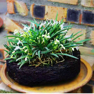 江西风兰丽水香花大苗富贵兰雨林缸室内盆栽矮种V兰花附生兰浓香