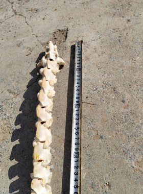 诸葛渊脊骨剑骨架创造作山v羊脊椎骨一套完整制作收藏摆件拼装练