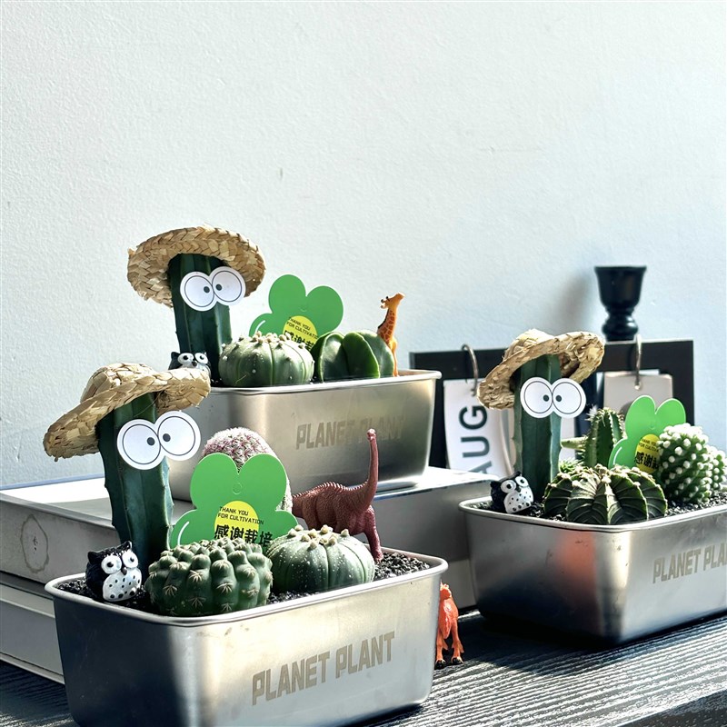 【教师节b礼物】仙人掌组合盆栽创意多肉植物沙漠便当龙神木星兜