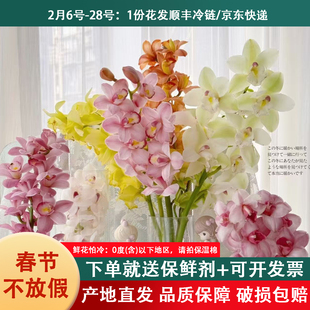 大花惠兰鲜切花云南基地直发室内花卉兰花大花蕙兰鲜花水培手捧花