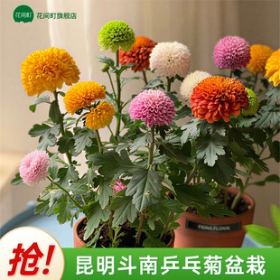 云南七彩混色乒乓菊盆栽花盆菊花带花苞多季开花好养室内阳台花卉