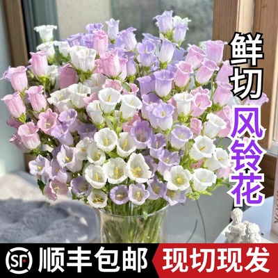 紫色风铃花鲜花花材家用