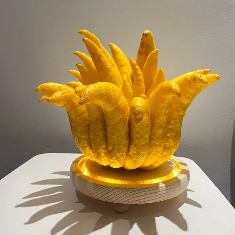 佛手柑现摘水培植物鲜果室内桌面绿植盆栽新鲜切枝佛手瓜摆件闻香