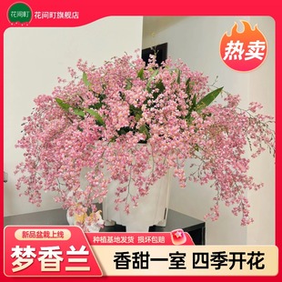 香水文心兰带花苞盆栽浓香精品梦香兰室内花卉花期长兰花年宵花