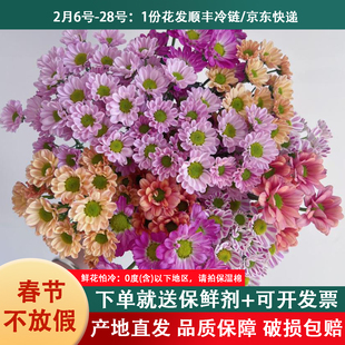 混色小雏菊鲜花云南基地直发新鲜三文鱼小菊花束水养插花鲜切花卉