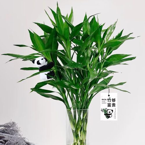 富贵竹水培植物绿植花卉
