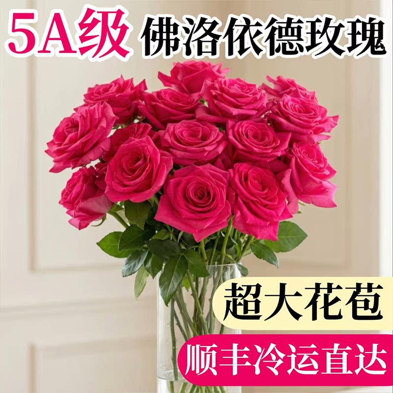 七夕玫瑰花鲜花稀有弗洛伊德红